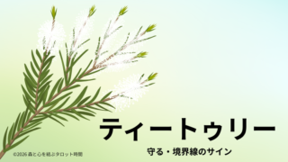 ティートゥリーの葉と枝｜子どもの心の境界線を象徴する香り
